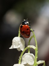 tu sei il tuo maestro zen