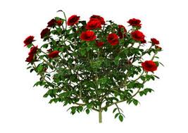 guarda la rosa non le spine