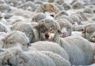 lupo travestito pecora