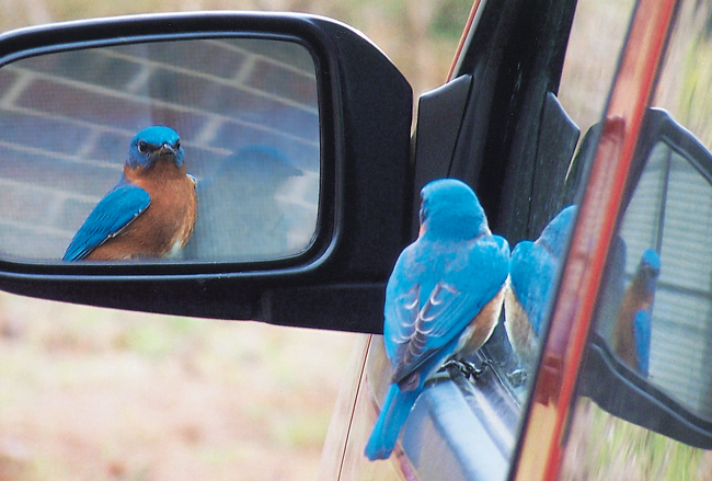 imparare dagli errori