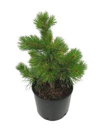 pinus controta incendio