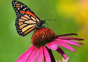 gestire le emozioni con la meditazione