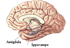 amigdala ippocampo realtà